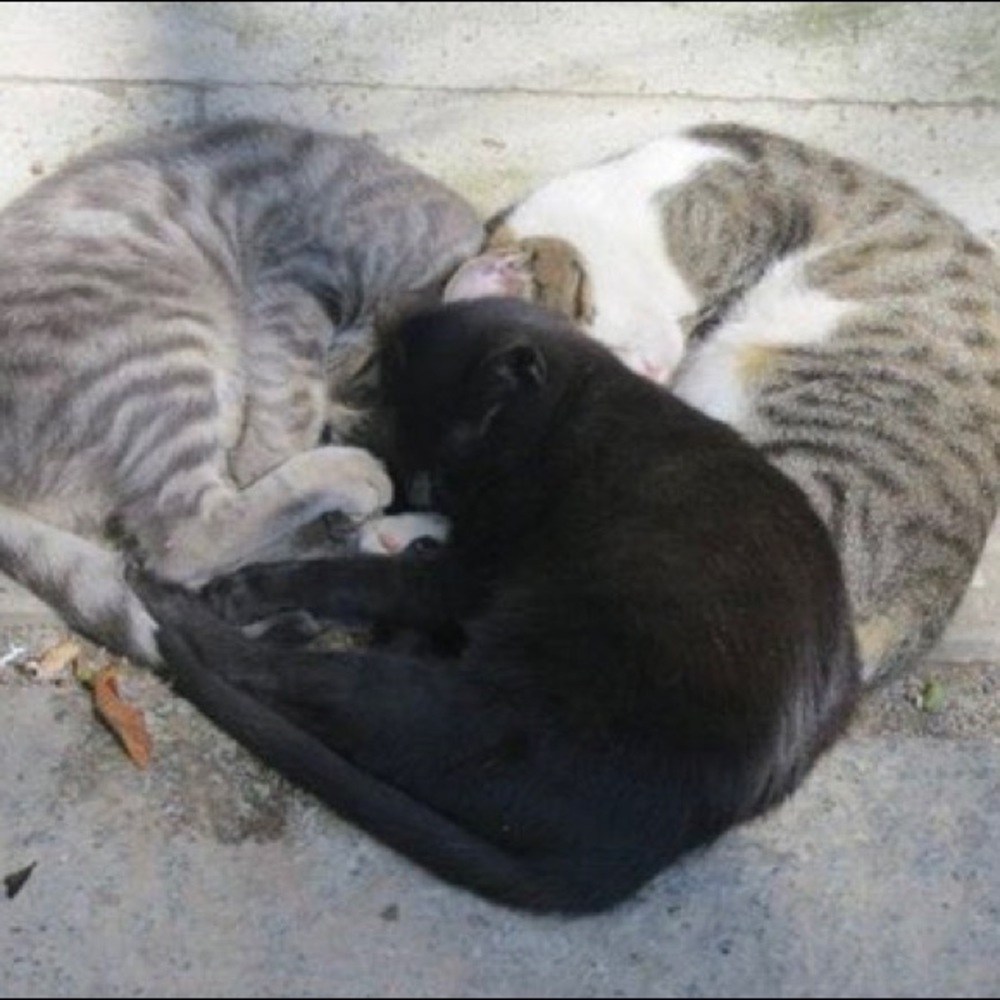 Meet your Posher, Christiani